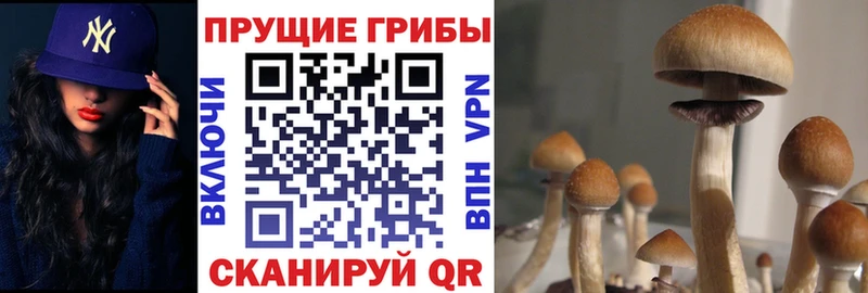 Купить  Отрадное  Галлюциногенные грибы Magic Shrooms 